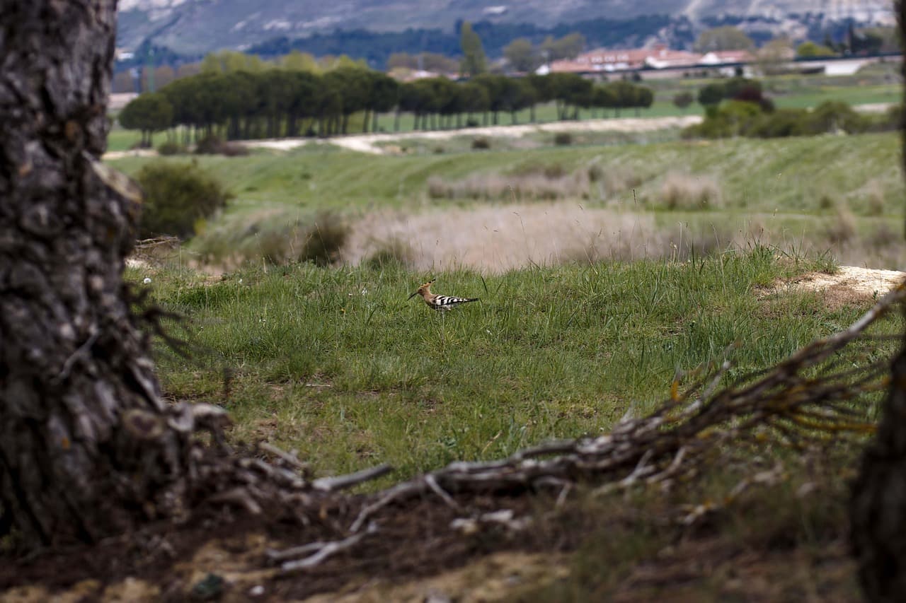 후투티가 도시 외곽과 농경지에서 발견되는 이유