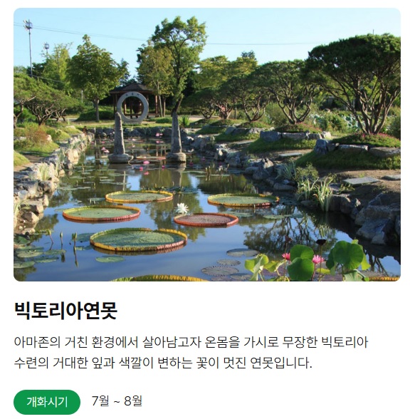 세미원 연꽃축제