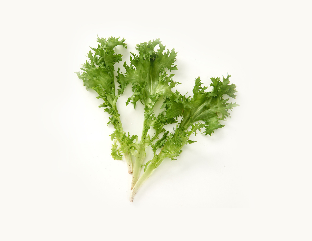 “8월-제철-채소-치커리”