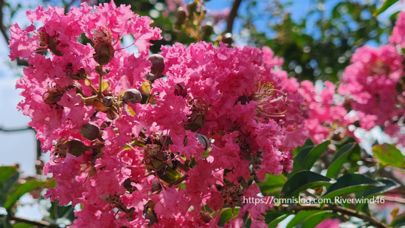 배롱나무꽃,백일홍,여름꽃,간지름나무,목백일홍