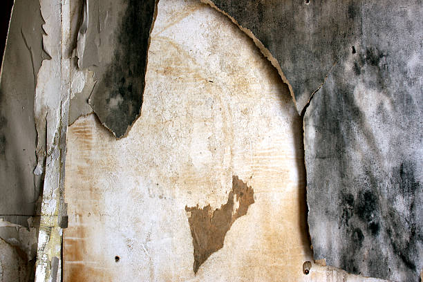 천연 재료 vs. 화학 제품, 무엇이 더 효과적일까?