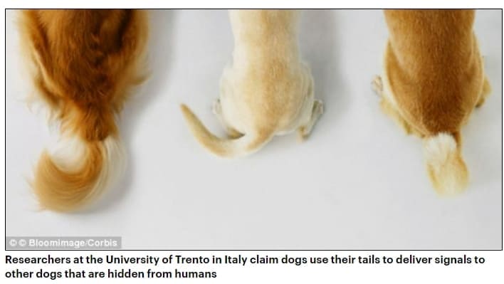 강아지는 반가운 사람을 만나면 꼬리를 어느쪽으로 흔들까 VIDEO: Dogs Meets Owner After Long Time