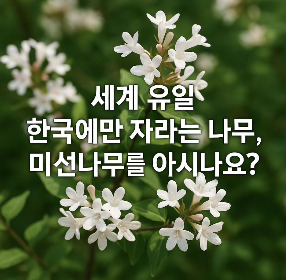 세계 유일 한국에만 자라는 나무, 미선나무를 아시나요?
