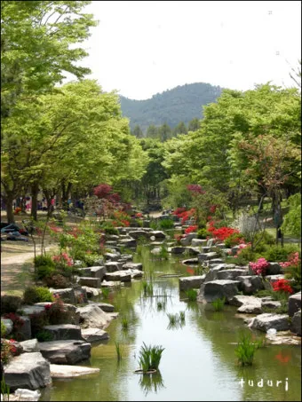 경상남도 수목원 5월의 꽃 관음죽꽃 핑퐁나무 황금자주달개비 마가렛 만첩빈도리 자란 크레이프자스민_4