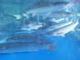 강화도 숭어낚시 최고 포인트 추천 정확한 주소와 주차 정보_6