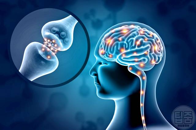 뇌에 좋은 영양제