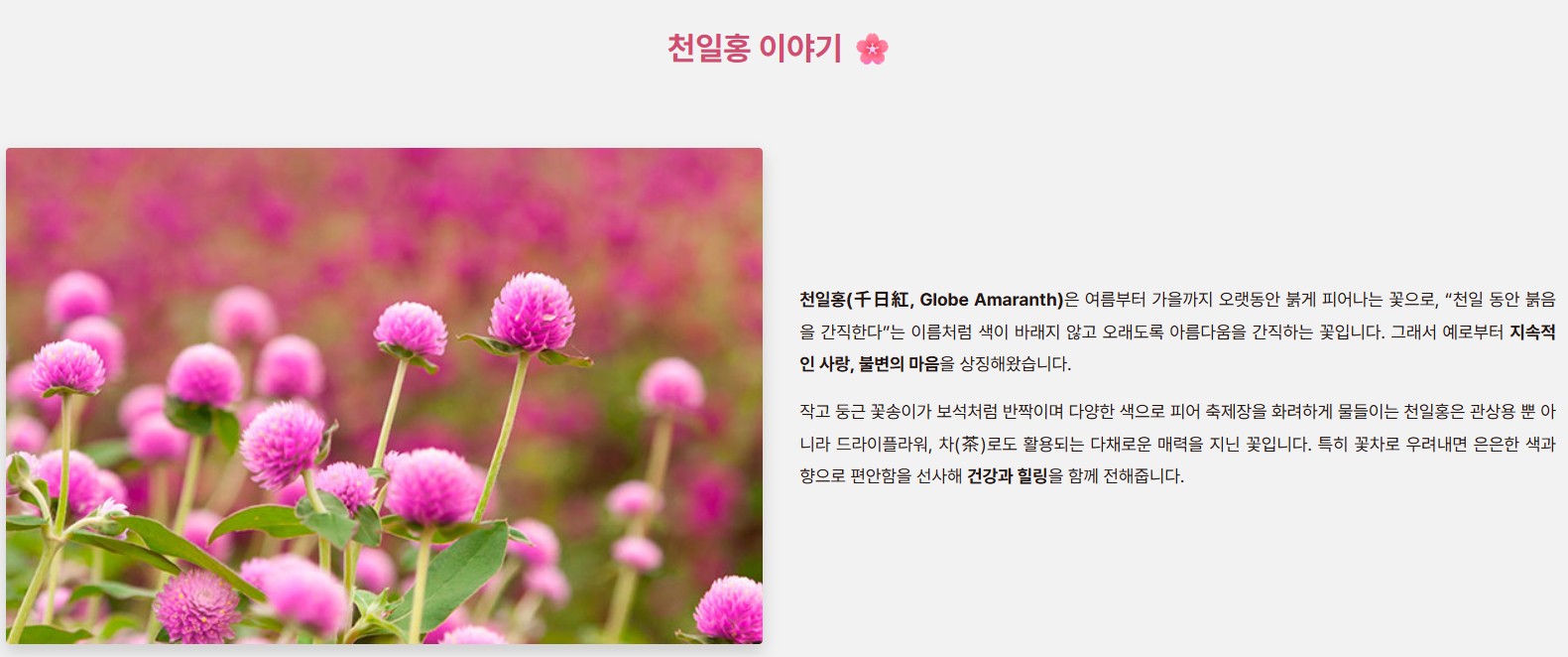 양주 천일홍축제 2025✨ 천만송이 꽃바다에서 힐링한 날