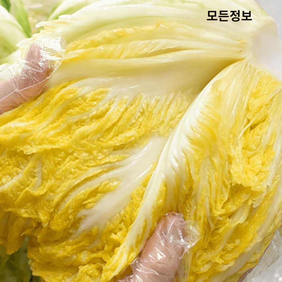 김치사진