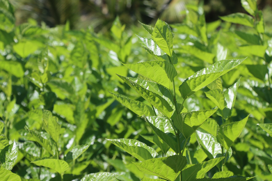 야생에서 잘 자라고 있는 뽕나무의 초록색의 여린 잎을 확대를 하여 찍은 사진