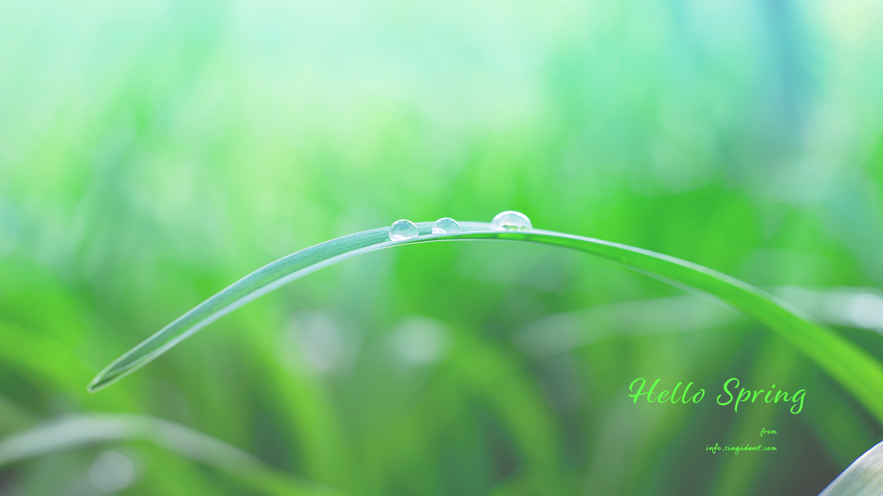 01 풀잎에 맺힌 물방울 C - Hello Spring 봄배경화면