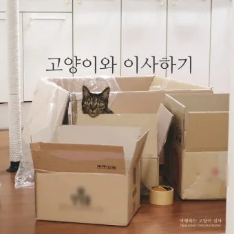 고양이 이사 스트레스, 이사 준비할 것_32