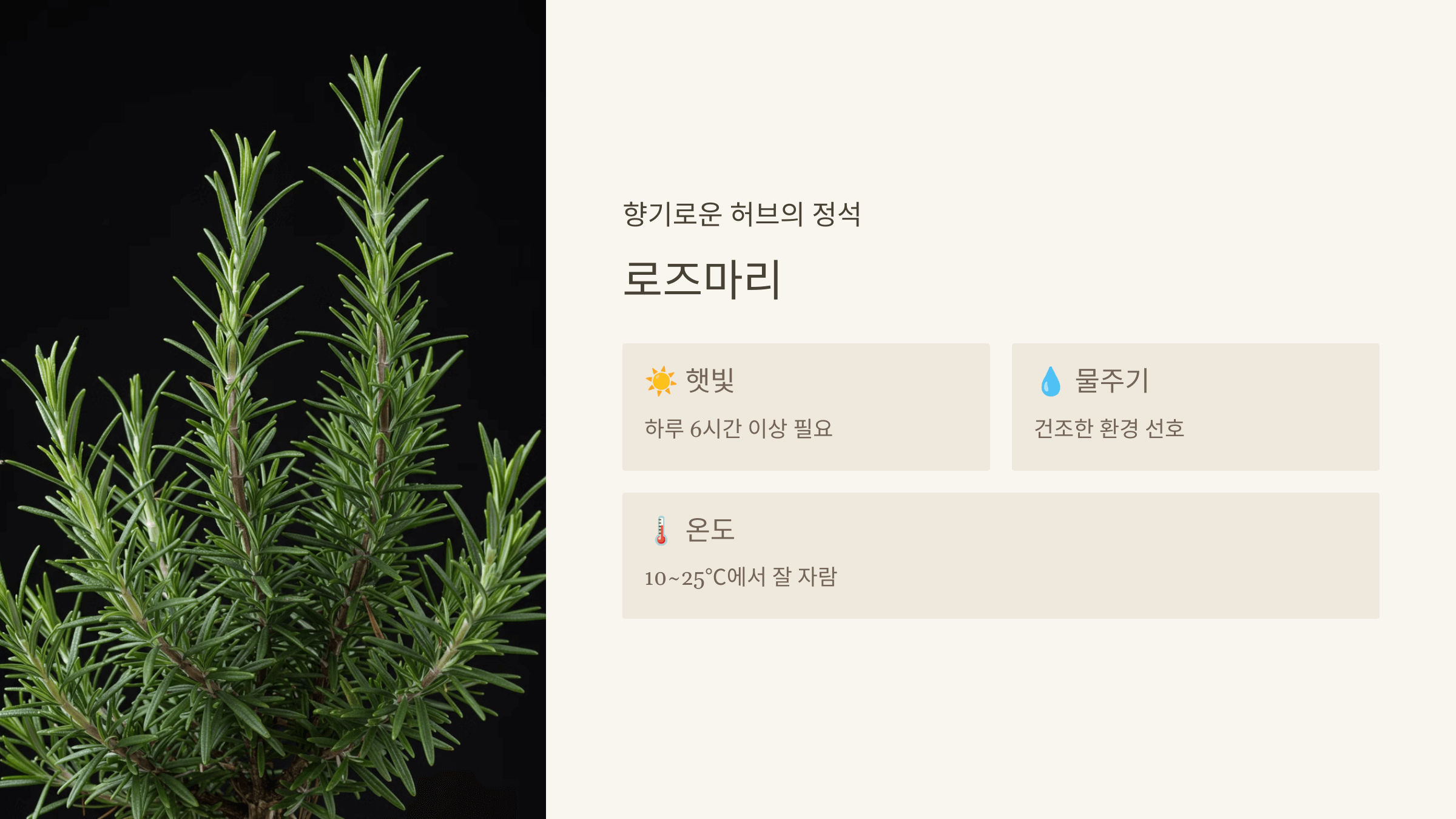 로즈마리 – 키우기 쉬운 천연 방향제