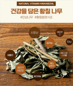 식초시집가는날 황칠나무