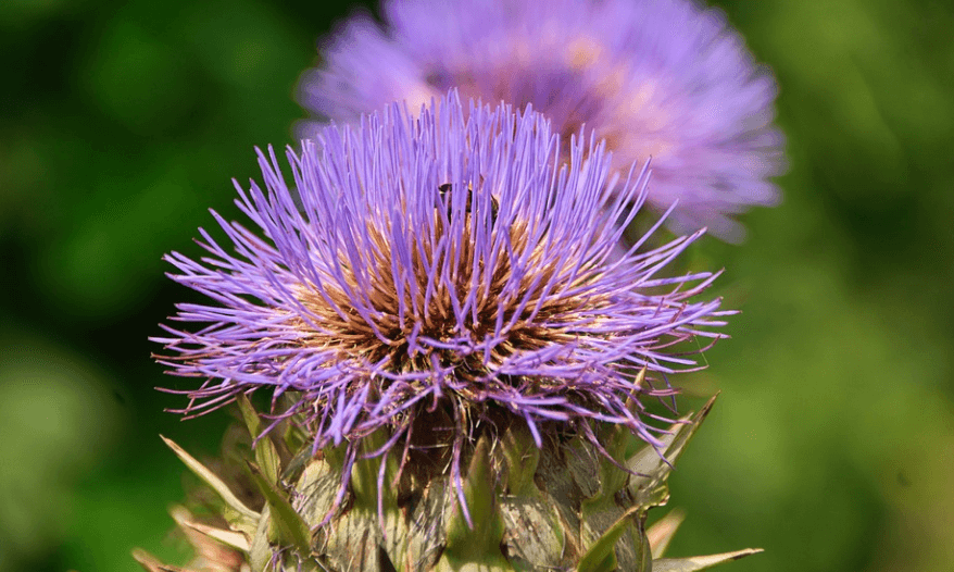 홍화꽃 두송이가 아름답게 피어 있다