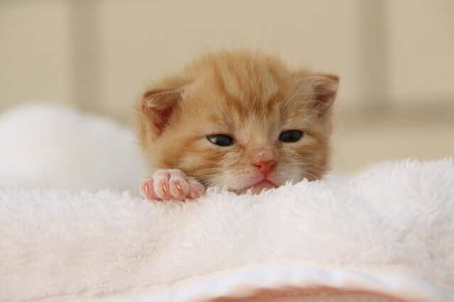 동물병원-고양이-1