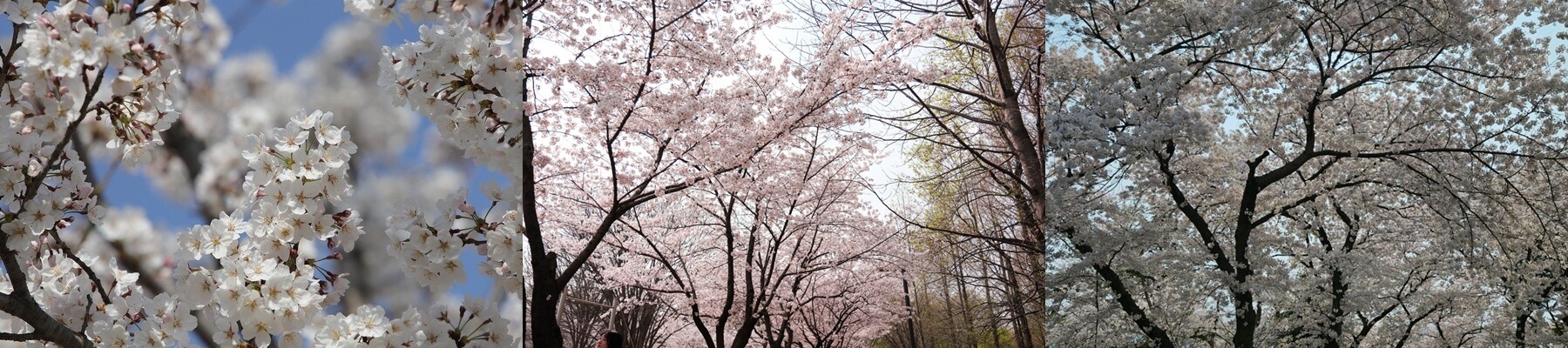 2025 벚꽃길