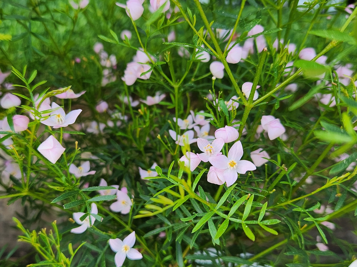 보로니아 피나타
