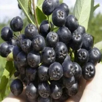 아로니아 재배 전정 포인트 병충해 방제 수확 저장_7