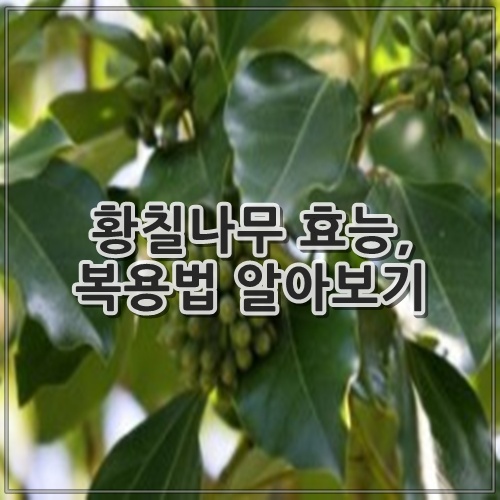 황칠나무 효능 10가지, 복용법 알아보기