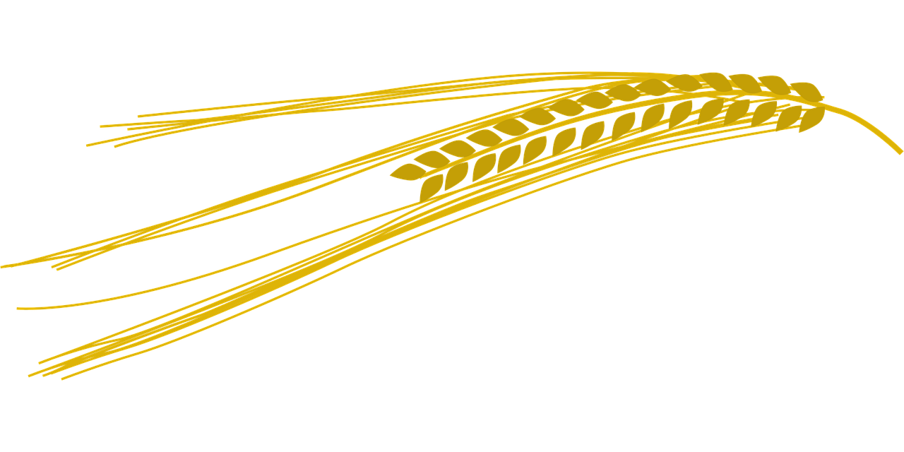 제주 어르신 식단 보리밥에서 보리 이미지