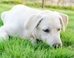 풀 밭에 엎드려있는 개