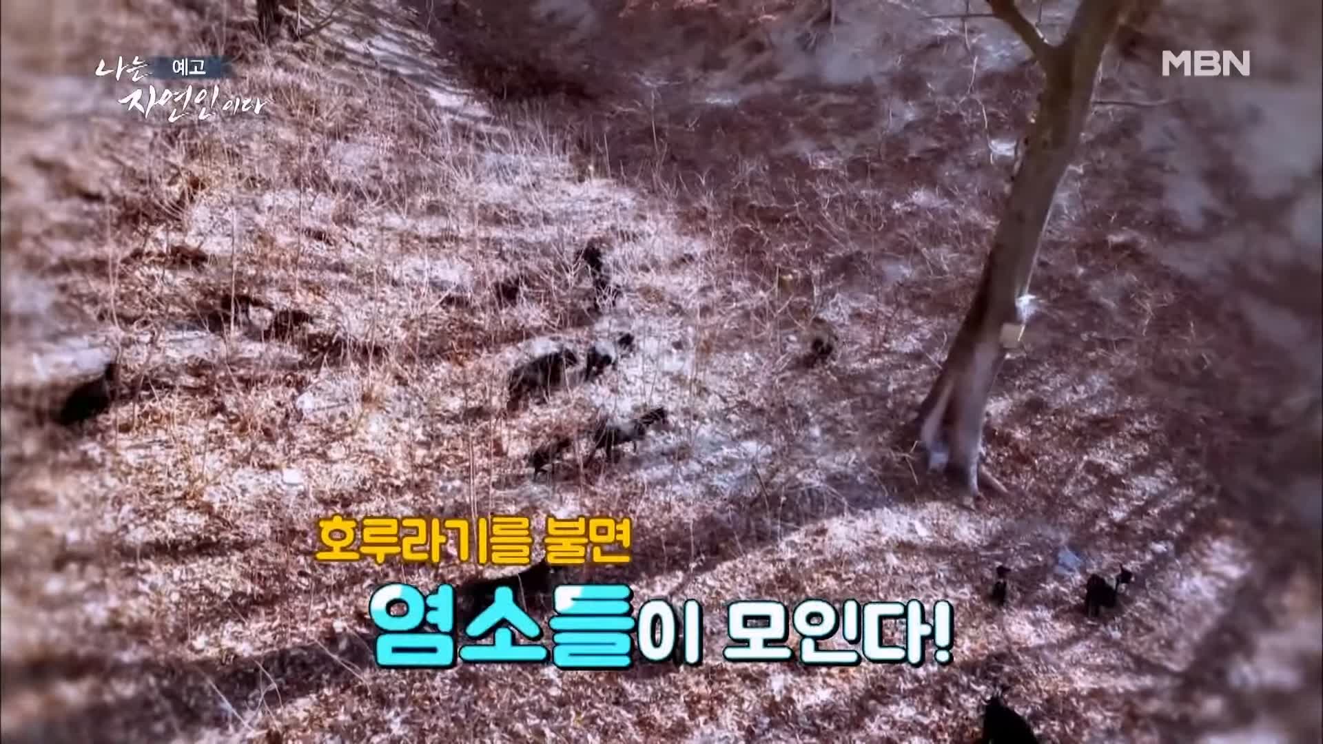 나는 자연인이다 순정 마초의 겨울찬가 자연인 박인태 소개 및 윤택 출연 533회 다시보기