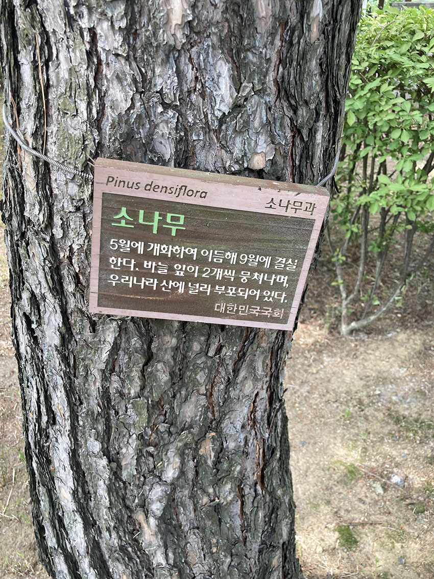 소나무