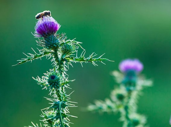 밀크시슬 올바른 복용법과 하루권장량