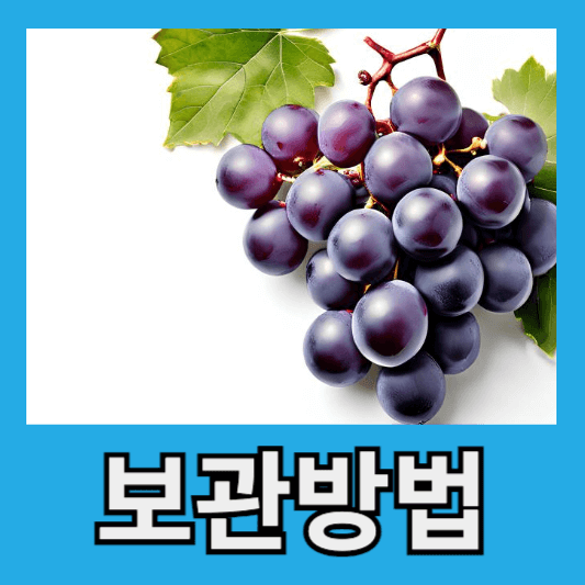 포도 보관 방법