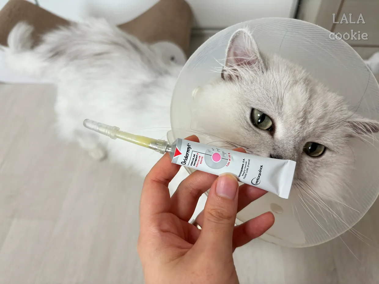 고양이-귓병-연고-바르기-전-모습