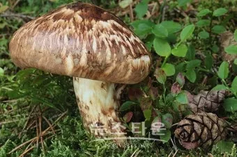 송이버섯 채취시기가격 정보를 확인_20