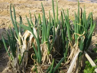 텃밭 대파 키우는 방법 파종 시기_22