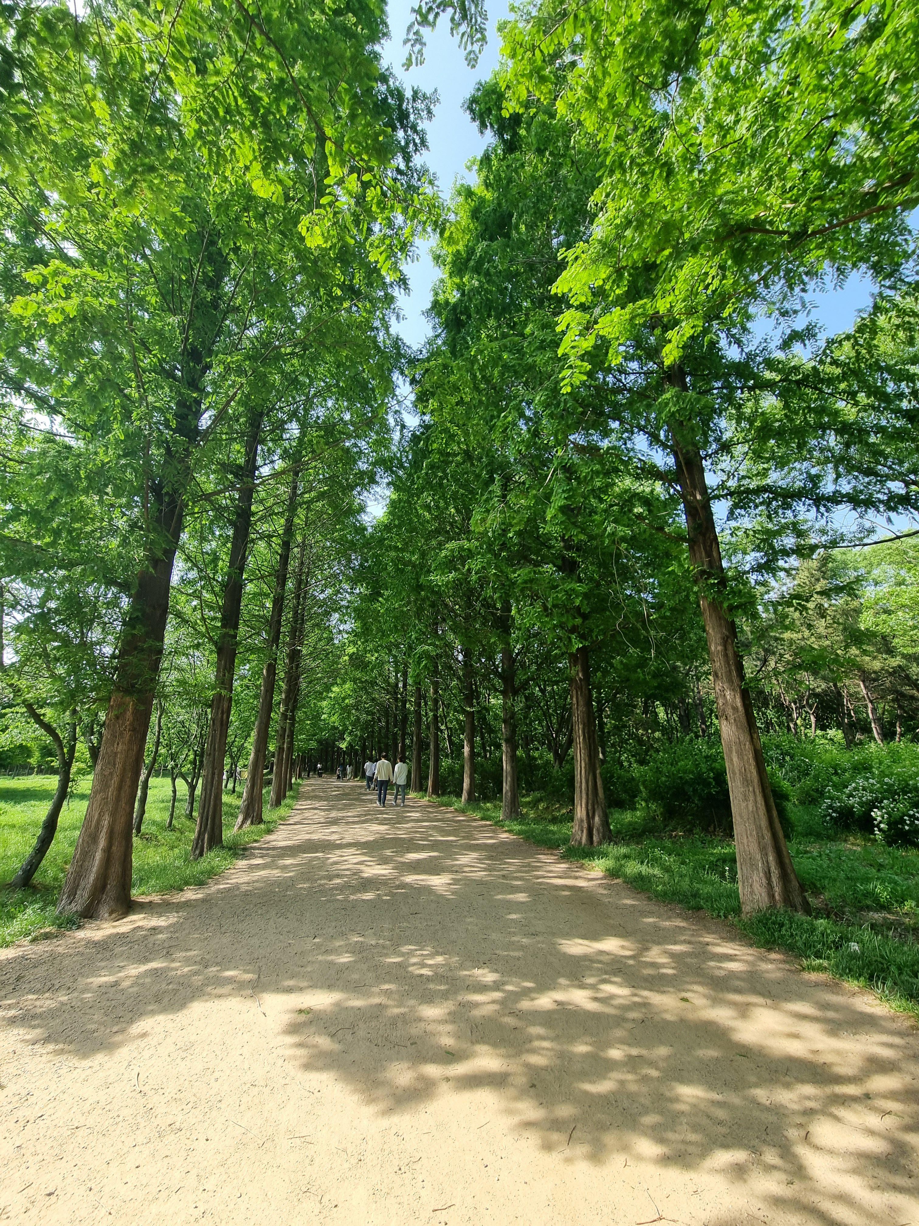 인천대공원 메타쉐콰이어