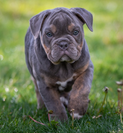 느긋한 잉글리시 불독