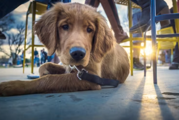 실내 동물카페 창업에 대하여 알아보기