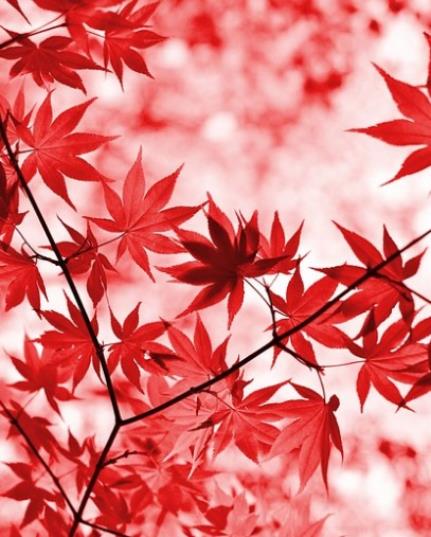 서울단풍명소 추천