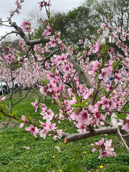 용인 숲속의 아침 캠핑장7