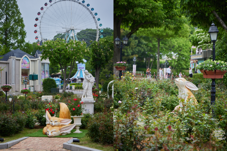 에버랜드 로로티 장미축제