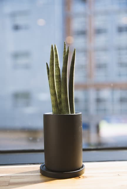 초보자도 쉽게 키울 수 있는 반려식물 Best - 스투키