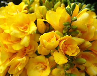 노란 프리지아 꽃말