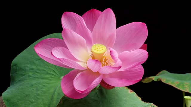 전국 연꽃 축제