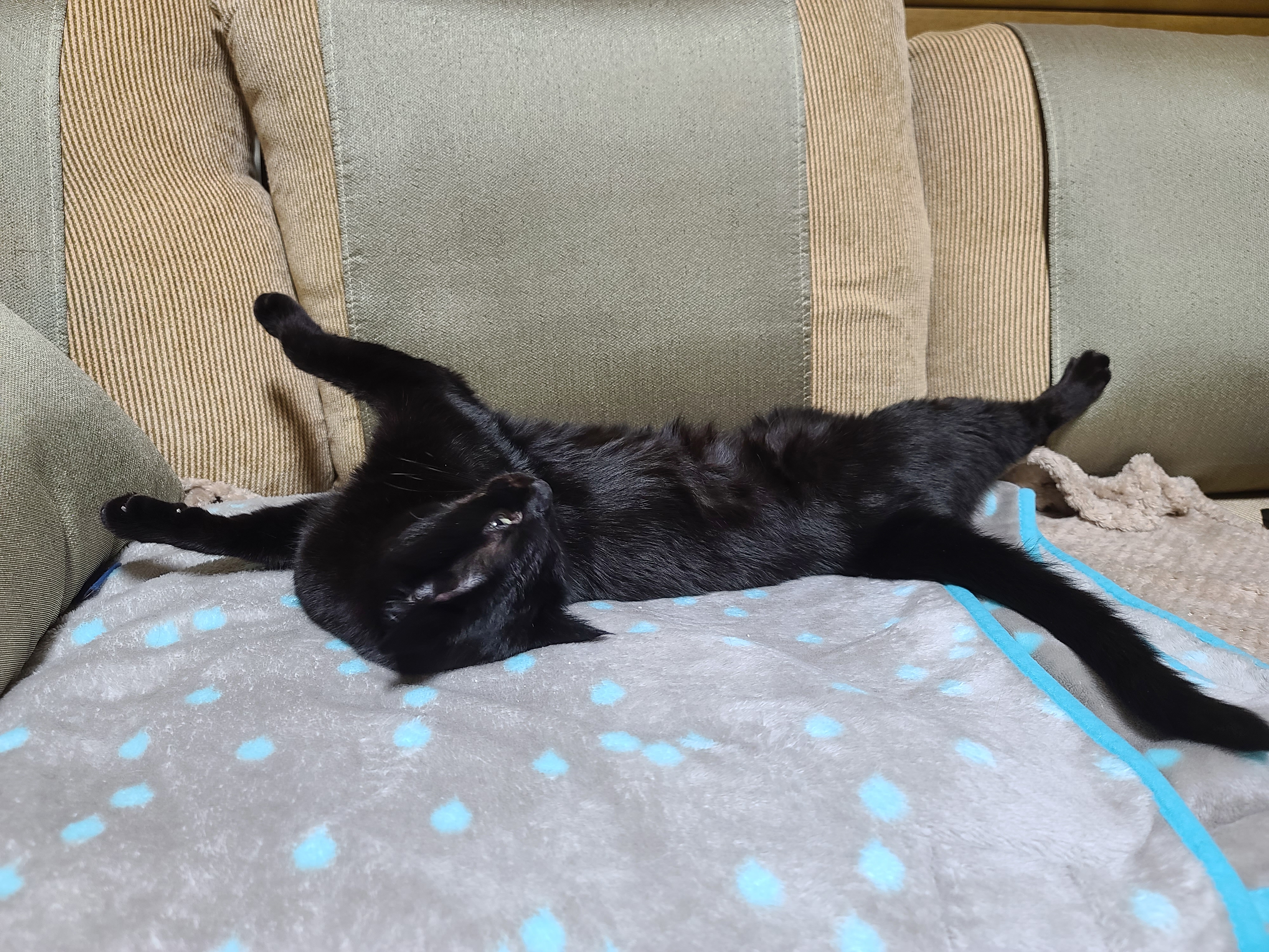 졸리지만 안자려고 노력하는 멋쟁이 고양이 건 ㅋ