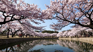 2025년 봄 꽃놀이 명소 추천: 놓치면 후회할 핫스팟
출처: https://hanso2.tistory.com/17 [HANSORI.AI_Blog Labs:티스토리]