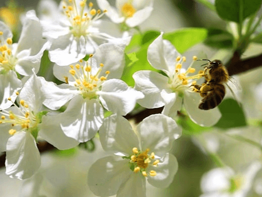 하얀 사과나무 꽃들이 가득 피어있고, 벌 한 마리가 꽃 위에 앉아있다.