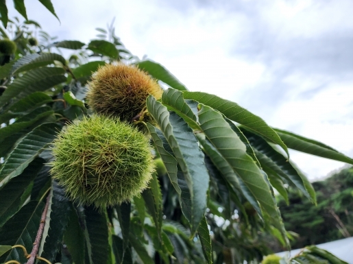 알밤줍기여행 출처 - 아름여행사