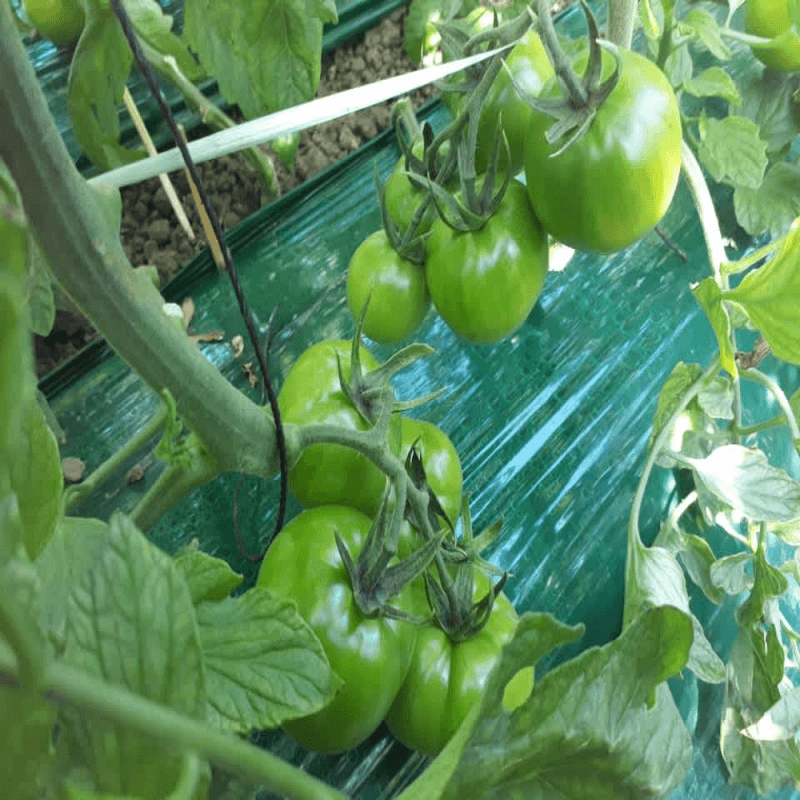 크고-작고-단단한-대저토마토-사이즈