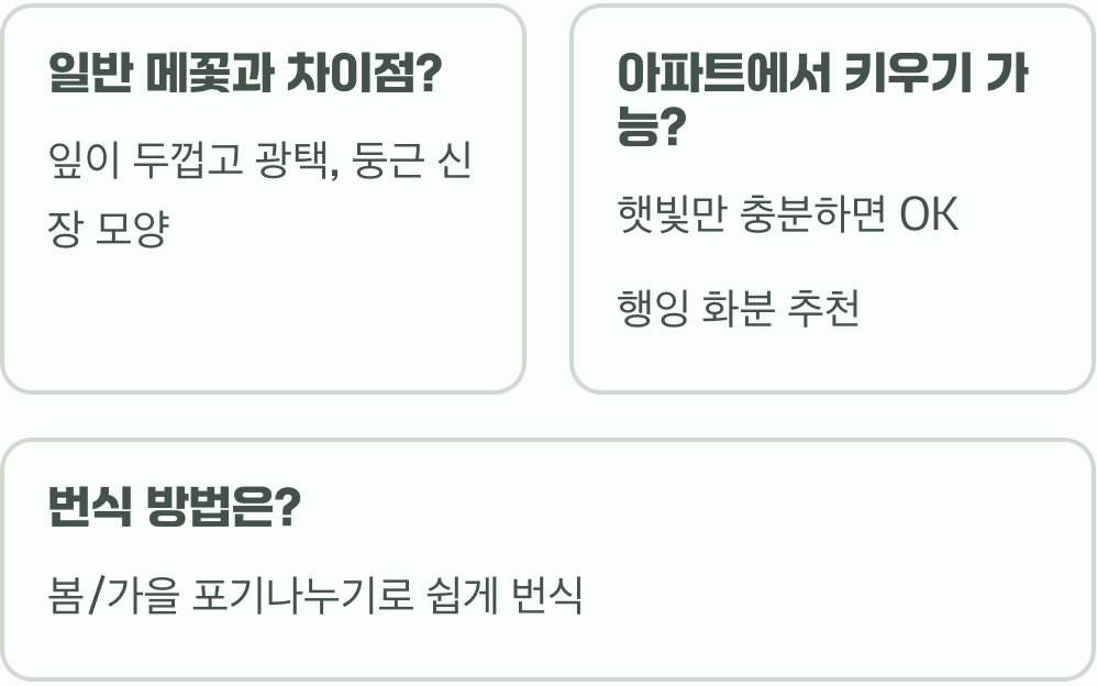 바다의 꽃&amp;#44; 갯메꽃 집에서 키우기 A to Z (염분 필요할까?)