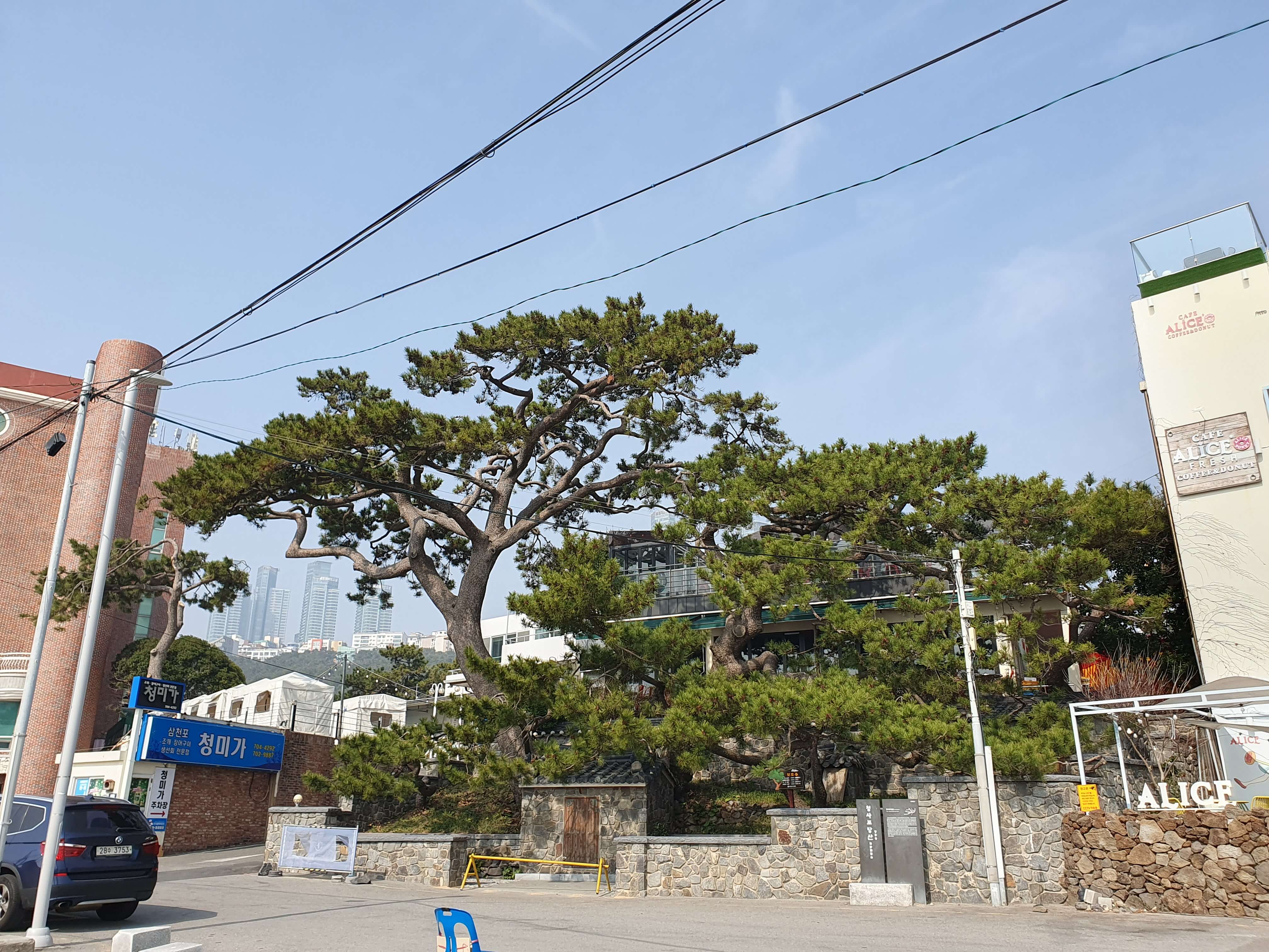 청사포 주차장 청사포당산, 소나무