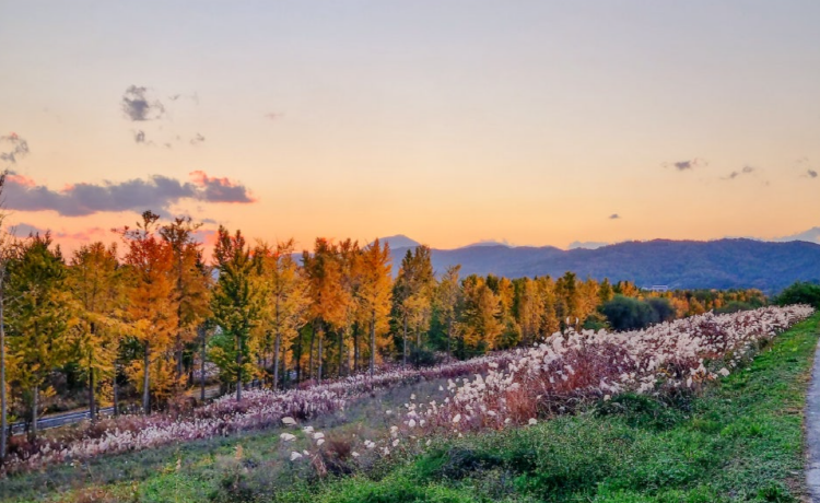 고령 은행나무숲
