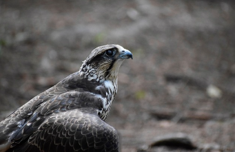 PDF파일을 한글파일로 변환 쉬운 방법 8